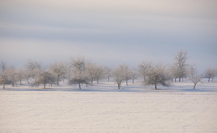 The Orchard in Winter